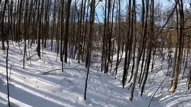 Закрытие сезона охоты 2023 - 2024  Добыли куницу. От косули остались рожки да ножки. смотреть онлайн