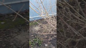 Мартовский обход участка. Маргаритки и Пролески-первоцветы.