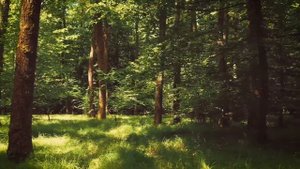 8K Nature|24/7-world-most beautiful|| 8k ultra video quality |  World 8k video HDR Ultra HD (120FPS