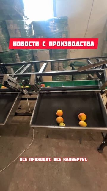 14.03.25 Новости с производства линии калибровки яблок АСК-ЮГ