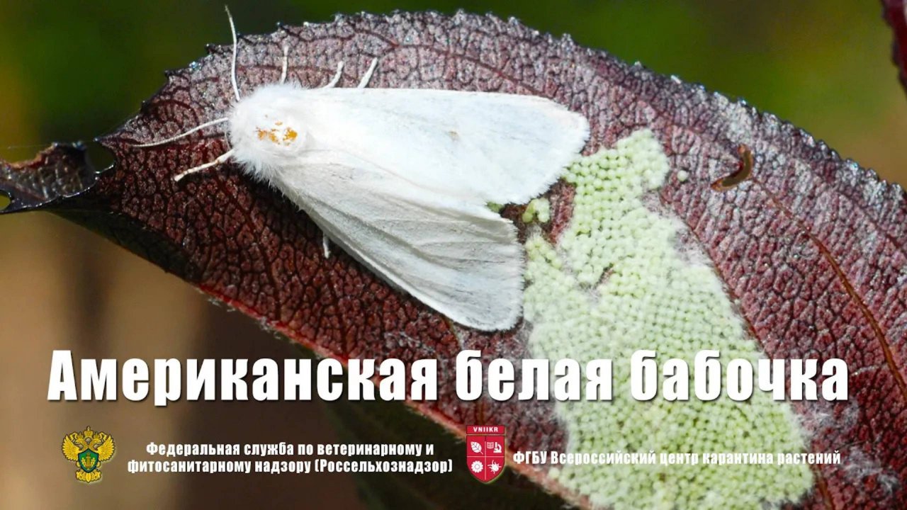 Американская белая бабочка