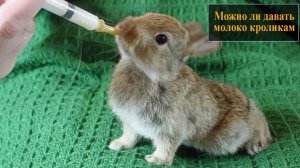 Можно ли давать молоко кроликам