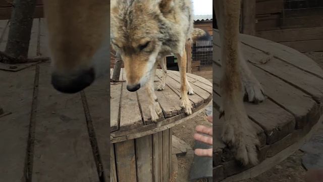 девчонки волчьи смотреть онлайн