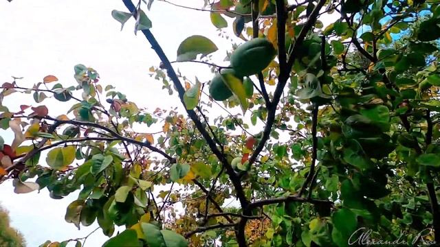 6 сентября. Парк. Лазеревское смотреть онлайн