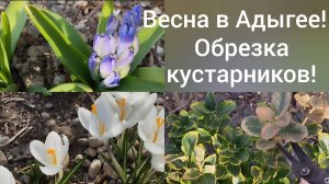Переехали в Адыгею/Работы в саду 13 марта/Обрезка спиреи, пузыреплодников, роз/