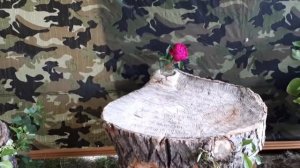 Мебель из тополя !110% живая мебель🌿 Своими руками 🖐☝