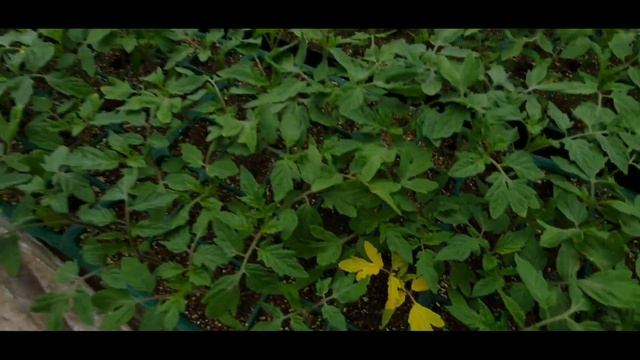 Sudah siap !. Suburnya bibit tomat di pertanian Jepang смотреть онлайн