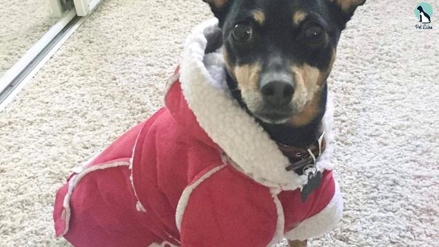 ✅Top 5 Best Dog Winter Coats of 2024 смотреть онлайн