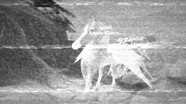 Horse Paradise ||Music Video||Te Molla||with my friends|| смотреть онлайн