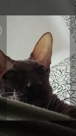 Кот Аватар