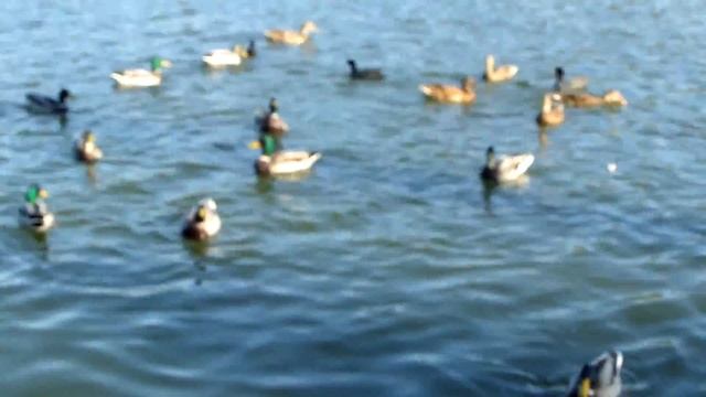 Можно и уток покормить пока не стреляют смотреть онлайн