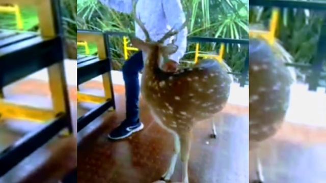 Andaman Ross Island ❤️❤️#travelvlog #andamantrip #andamantour #tourvlog смотреть онлайн