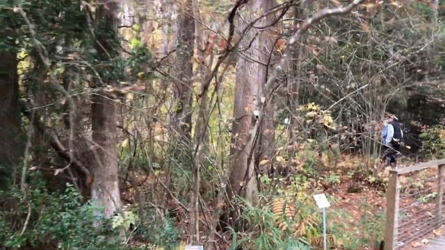 Fall Tour of North Carolina Botanical  Garden and Sculpture Exhibit смотреть онлайн