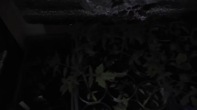 АПРЕЛЬ.ЗИМА .РАССАДА. смотреть онлайн