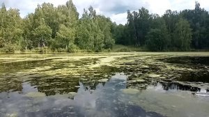 Природа Около дома