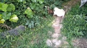 Игра для собак. Игра для кошек. Лучшая защита кошки от собаки это кусты.