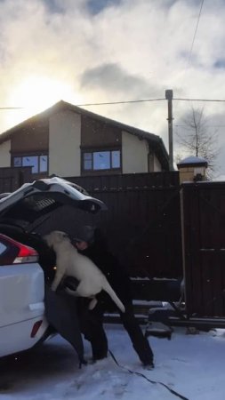 Не давайте щенку прыгать ❗️