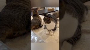подборка смешных котиков