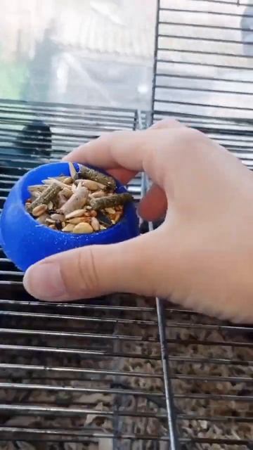 мини влог с хоямками🐹 смотреть онлайн