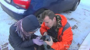 Как сеткомётом поймать раненую ворону.