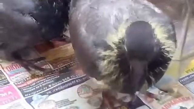 Голубь атакует смотреть онлайн