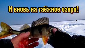 Озеро Большие Чертаны. Вновь приехали за ОКУНЕМ!