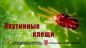 Паутинные клещи
