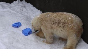 Поволяшки в снегу у Кая.