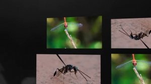 Insects: bees - Api- wasps - Vespe - dragonflies Libellule and more