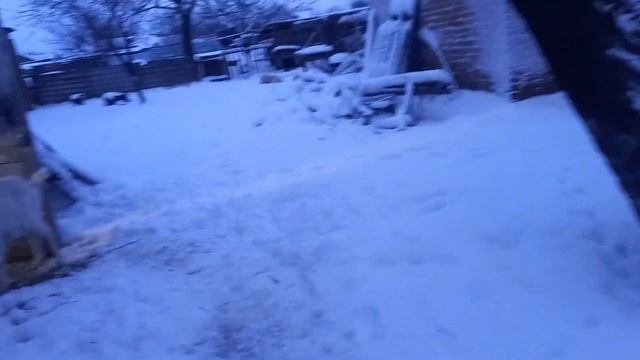 Вечерняя прогулка с козами.Козлики рогатый.Снег и прекрасная погода. смотреть онлайн