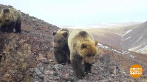 Мишки просыпаются! Доброе утро. Фрагмент выпуска от 14.03.2025