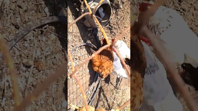 КУРЫ убийци смотреть онлайн