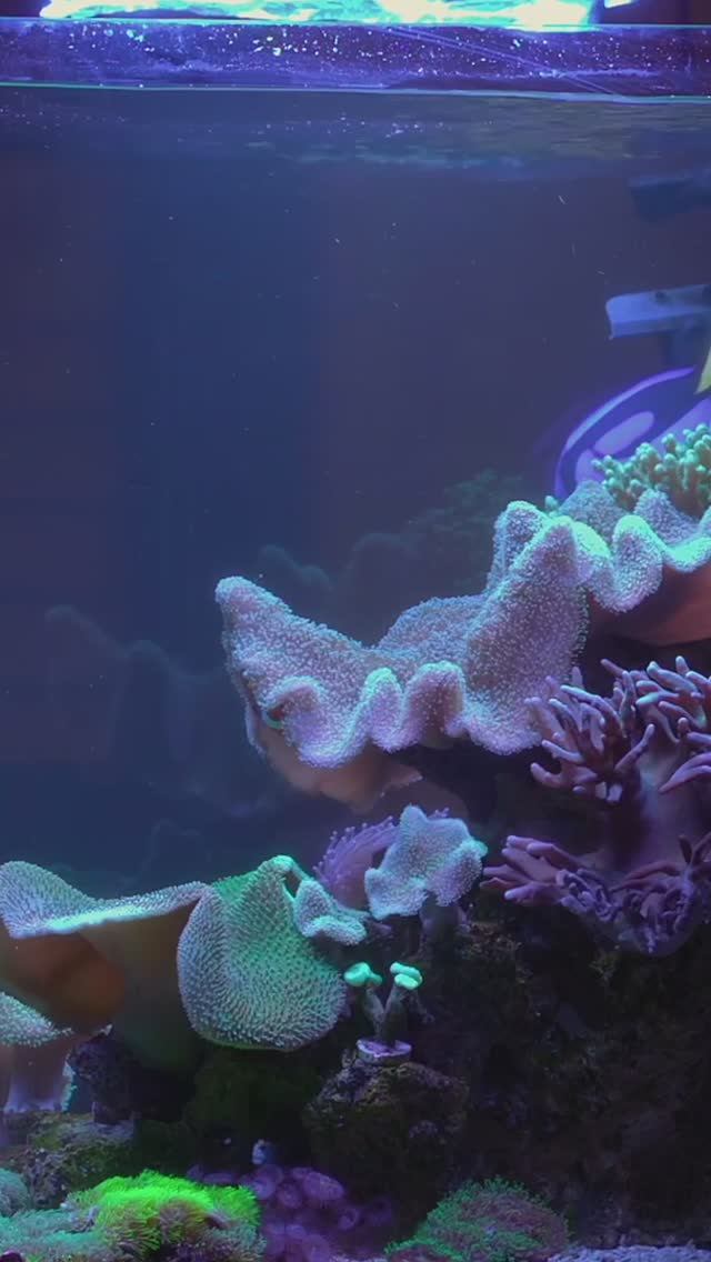 Сколько времени занимают капельные тесты в морском аквариуме? Разбираем пошагово! смотреть онлайн