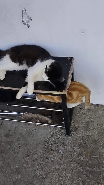 Хитрый Рыжик. смотреть онлайн