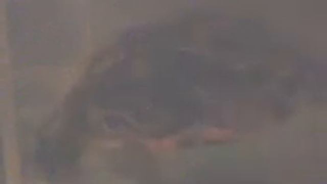 Красноухая черепаха ниндзя смотреть онлайн