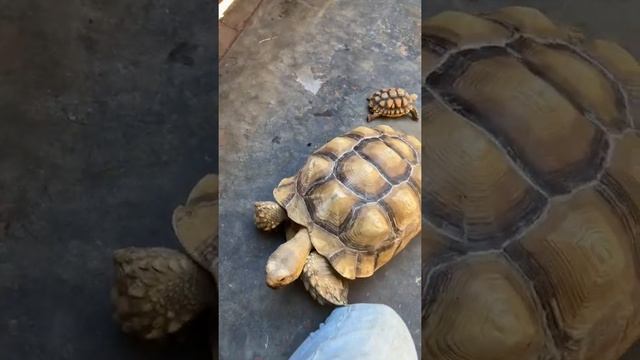 DWARF tortoises EXIST! Just ask little BEAN & HUGE brother DIGGAH! 👍🐢❤️ смотреть онлайн