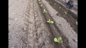 Высадка рассады в грунт (прицеп для трактора)