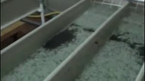 БАЛИК БОК,ИШ БИЗНЕСИ 130 млн фойда