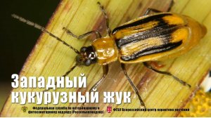 Западный кукурузный жук (Diabrotica virgifera virgifera)
