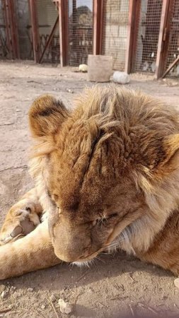 Лев Шерхан очень хотел попозировать но не вышло.