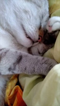 без кота и жизнь не та (2021 год)