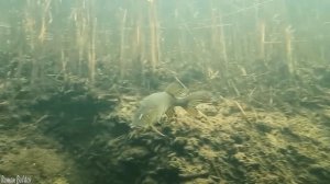 Рыбалка. САМЫЕ БОЛЬШИЕ, ГИГАНТСКИЕ ЩУКИ НАВОДЯТ УЖАС ПОД ВОДОЙ! Подводная съемка крупным планом