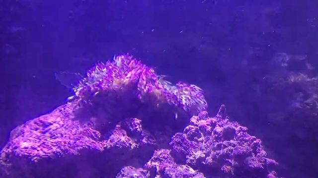 Heteractis magnifica смотреть онлайн