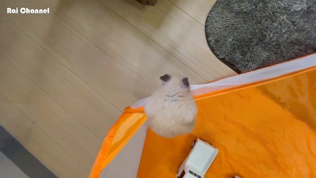 ハムスターペットサークル脱走劇特集【普段観察】ゴールデンハムスターキンクマ