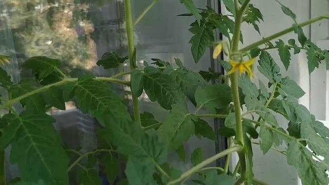 Сентябрь цветы на балконе смотреть онлайн