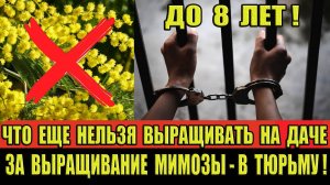 За выращивание МИМОЗЫ — В ТЮРЬМУ! Какие еще растения нельзя выращивать на даче?! #новости #вести