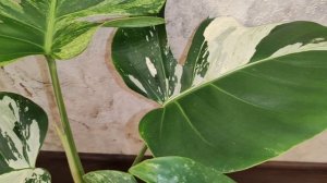 монстера mint