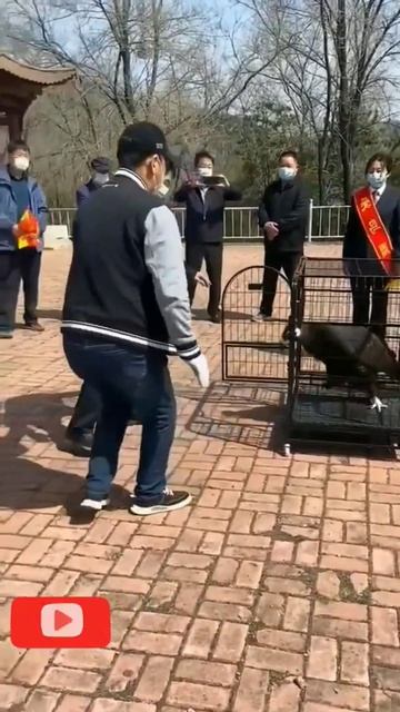 African black eagle launch