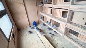 Спортивные голуби в Германии / подготовка к разведению/ racing pigeons Germany