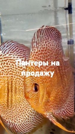 Дискусы. Две пары без торга.